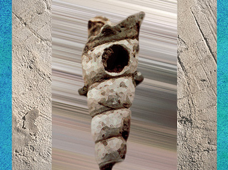 D'après une pendeloque, coquillage, élément de parure, Abri de la Gravette, Dordogne, France, paléolithique. (Marsailly/Blogostelle)