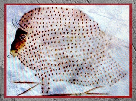 D'après un grand bison, grotte de Marsoulas, vers 13 000 avjc, Pyrénées, France, Magdalénien, paléolithique supérieur. (Marsailly/Blogostelle)