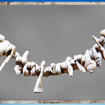 D'après une parure de coquillages, aurignacien, abri-sous-roche de Castanet, France, paléolithique supérieur. (Marsailly/Blogostelle)