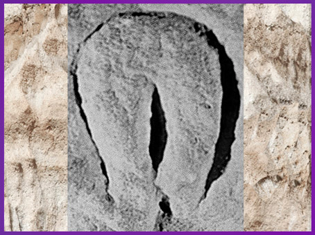 D'après un bloc sculpté, motif vulvaire, abri-du-Cellier, Tursac Dordogne, aurignacien, paléolithique supérieur. (Marsailly-Blogostelle)