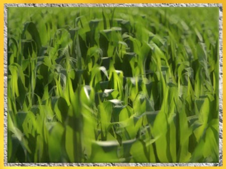 D'après des épis de maïs. (Marsailly/Blogostelle)