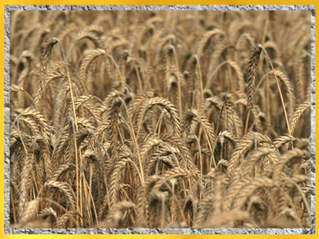 Des épis de blé. (Marsailly/Blogostelle)