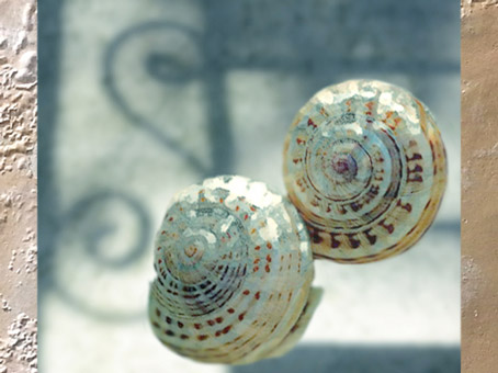 D’après la coquille en spirale des escargots. (Marsailly/Blogostelle)