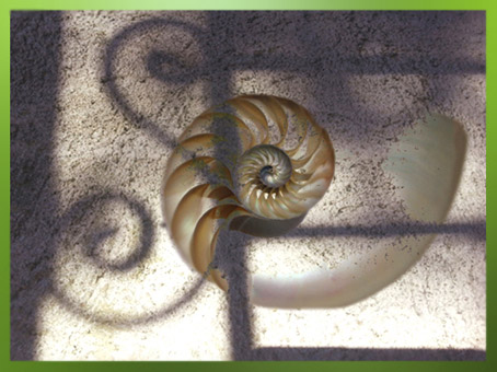 D’après la coquille spiralée des escargots. (Marsailly/Blogostelle)