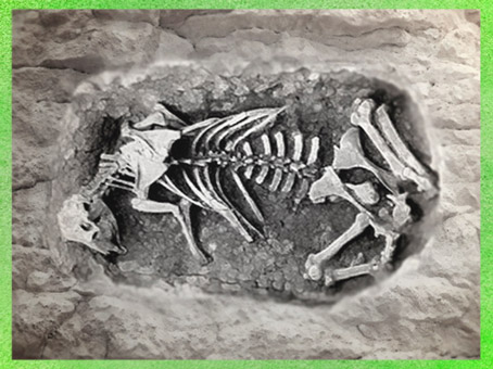 D'après un bovidé inhumé dans la fosse cultuelle d'un sanctuaire celte. (Marsailly/Blogostelle)