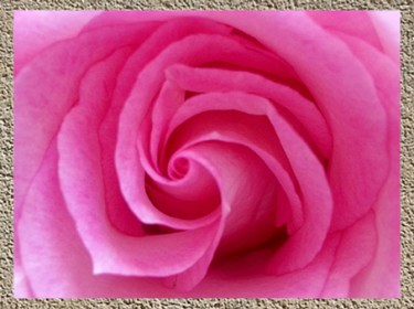 D'après le déploiement en spirale du cœur de la rose. (Marsailly/Blogostelle)