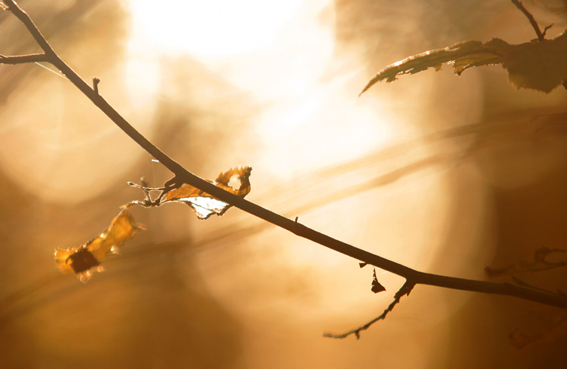 D'après le thème de la Lumière, symbole de l’Atman et de Brâhman, brahmanisme, Inde ancienne. (Marsailly/Blogostelle)