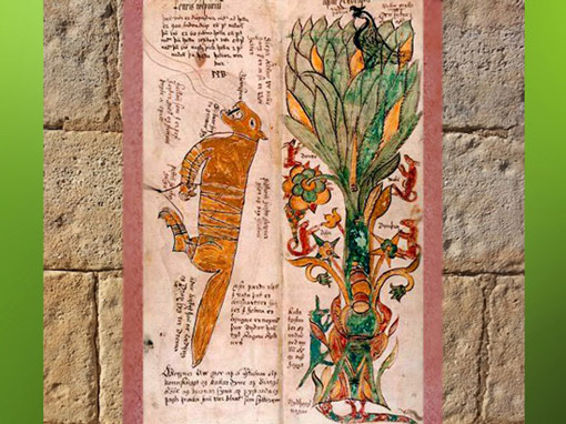 D'après le Loup Fenrir, associé à Odhin, et l'Arbre Yggdrasil,  image du XVIIe siècle, Islande. (Marsailly/Blogostelle)