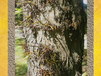 D'après l'arbre dit Epine du Christ, château de Beaulon, Charente Maritime. (Marsailly/Blogostelle)