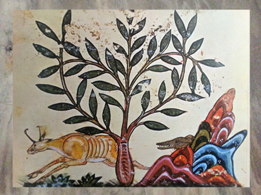 D'après l'Astragale, plante d'Harmonie en Chine, connue pour ses vertus toniques, De Materia Medica, Dioscoride, XIIIe siècle, Bagdad, Irak, art oriental. (Marsailly/Blogostelle)