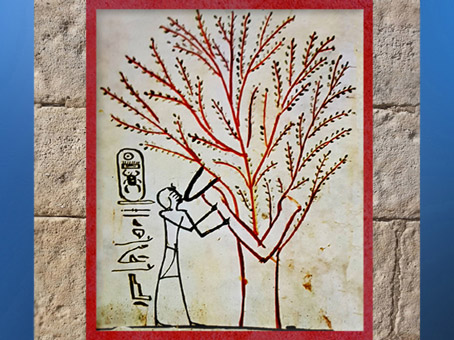 D'après l'Arbre de Vie nourricier, acacia, qui allaite le roi, hypogée de Thoutmosis III, Thèbes, Nouvel Empire, Egypte ancienne. (Marsailly/Blogostelle)