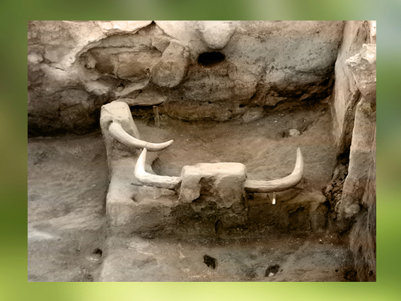 D’après des crânes de Taureau, bucranes, VIe millénaire avjc, Çatal Höyük, Anatolie (Turquie), Levant Néolithique. (Marsailly/Blogostelle)