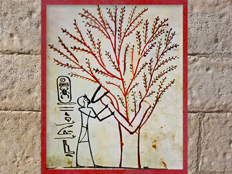 D'après l'arbre sacré, acacia, qui allaite le roi, hypogée de Thoutmès (Thoutmosis ) III, Thèbes, Nouvel Empire, Égypte Ancienne. (Marsailly/Blogostelle)
