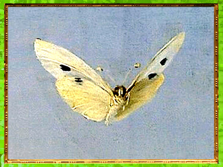 D’après Psyché et Éros, François Gérard, 1798, papillon, France, XVIIIe siècle, Néoclassique. (Marsailly/Blogostelle)
