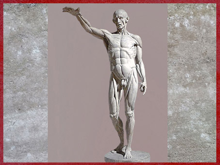 D'après un Écorché, étude d'anatomie, de Jean-Antoine Houdon, 1767, moulage en plâtre, XVIIIe siècle. (Marsailly/Blogostelle)