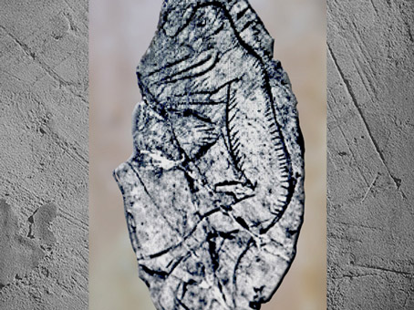 D'après un personnage masculin avec museau, os gravé, Mas-d’Azil, Ariège, magdalénien France, paléolithique, supérieur. (Marsailly/Blogostelle)