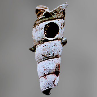 D'après un coquillage, élément de pendeloque, Abri de la Gravette, Dordogne, France, paléolithique supérieur. (Marsailly/Blogostelle)