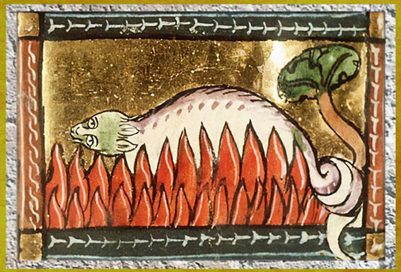 D’après la salamandre, Esprit du feu, miniature, Der Naturen Bloeme, Jacob van Maerlant, 1340 -1350, manuscrit enluminé, XIVe siècle, Utrecht, Pays-Bas. (Marsailly/Blogostelle)