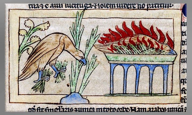 D'après le phénix faisant son nid, pour s’y consumer avant de renaître, bestiaire de Northumberland, 1250-1260, parchemin enluminé, encre et lavis, XIIIe siècle, art médiéval. (Marsailly/Blogostelle) 
