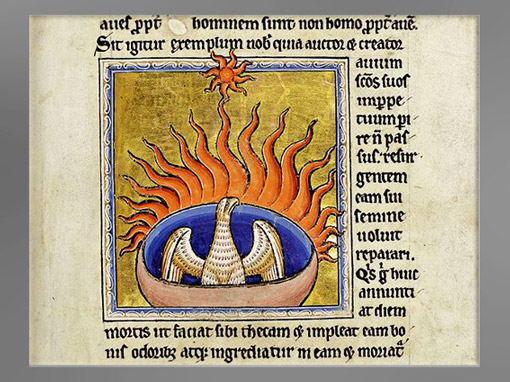 D’après le phénix renaissant de ses cendres, Bestiaire d'Aberdeen, parchemin enluminé vers 1200, Ecosse, art médiéval. (Marsailly/Blogostelle) 